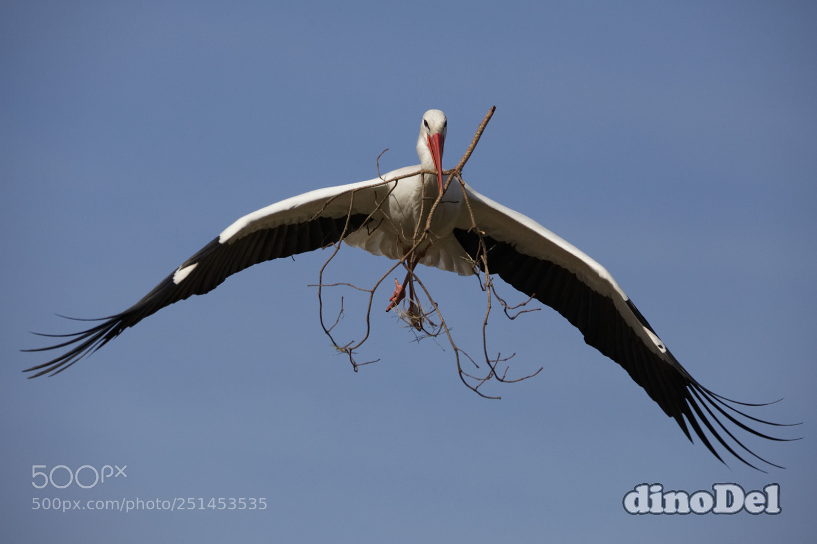 Canon EOS 5D Mark II sample photo. Stork building nest photography