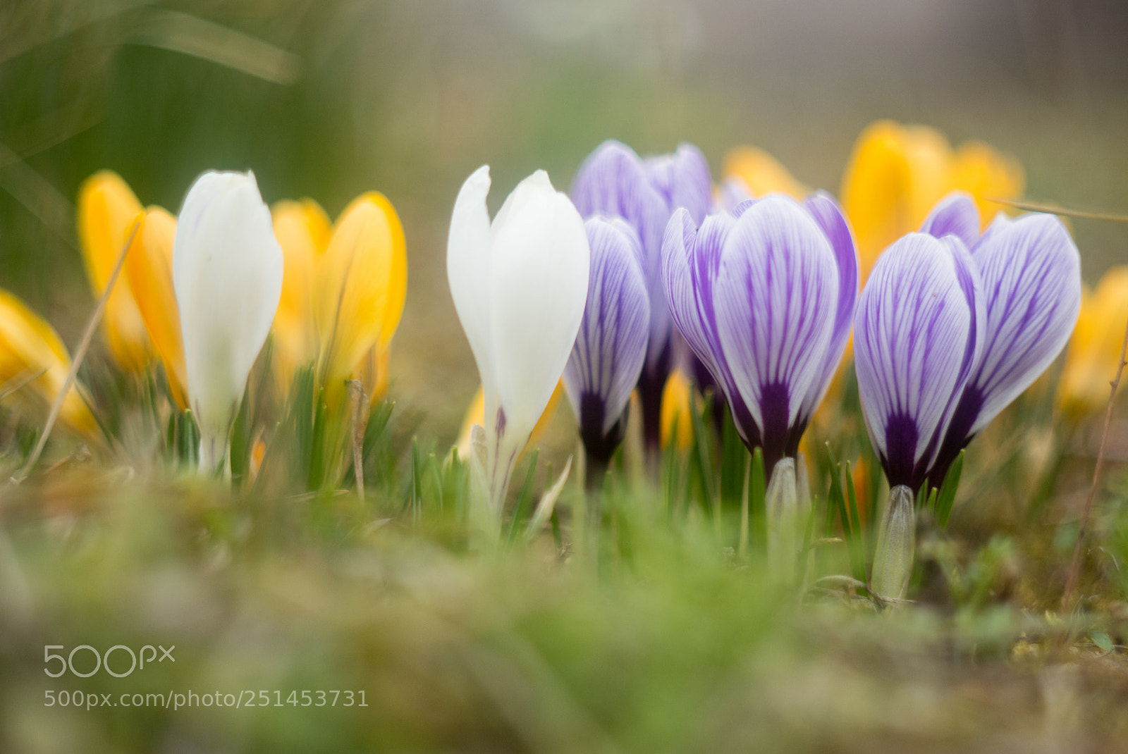 Nikon D7200 sample photo. Crocuses photography