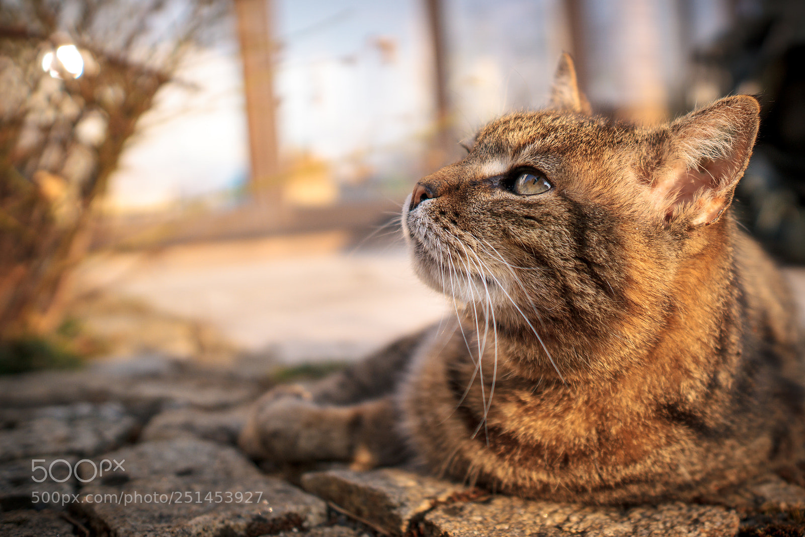 Sony a6000 sample photo. Lazy afternoon photography