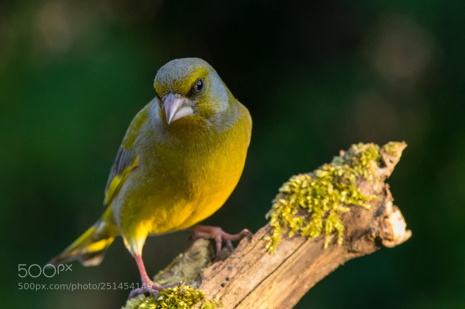 Pentax K-3 sample photo. European greenfinch photography