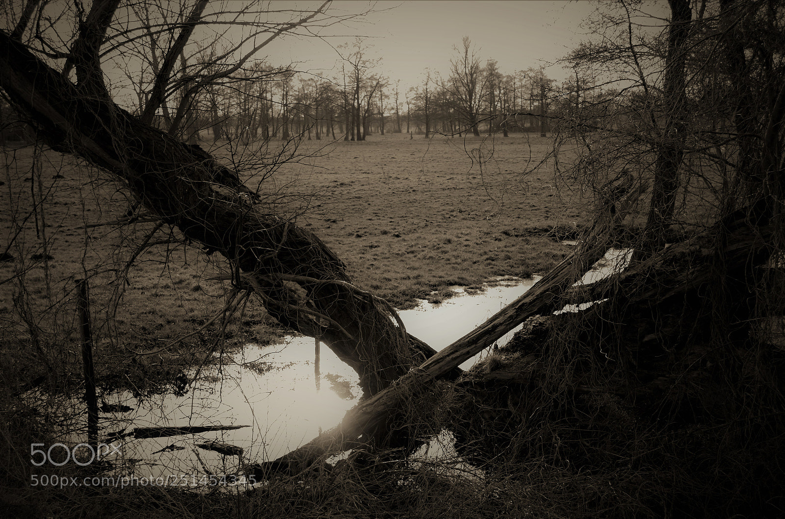 Nikon D5100 sample photo. Fallen trunk photography