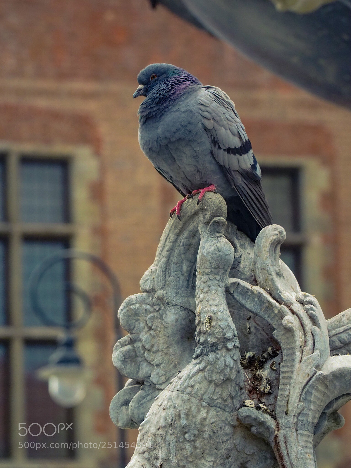 Olympus OM-D E-M1 Mark II sample photo. Pigeon in gdansk photography