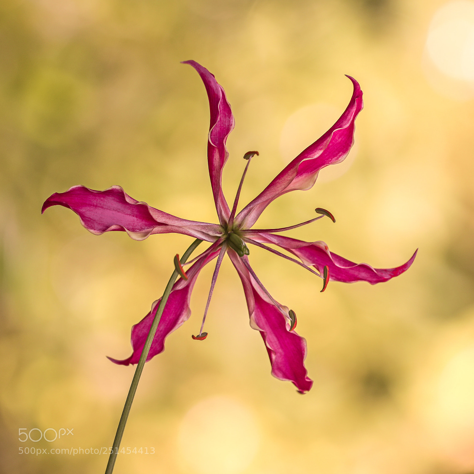 Canon EOS 5D Mark IV sample photo. The windmill photography