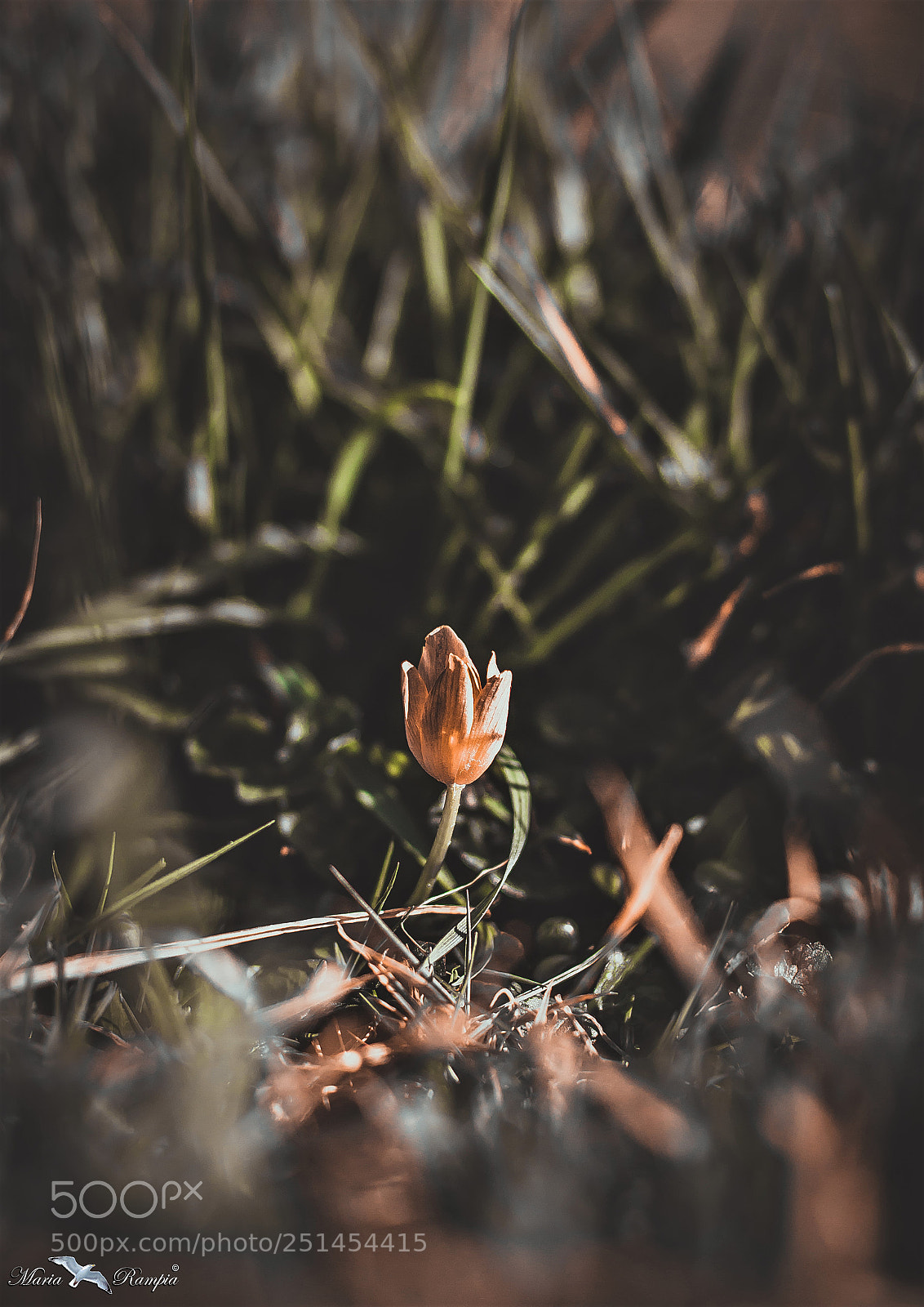 Canon EOS 70D sample photo. Evening light photography