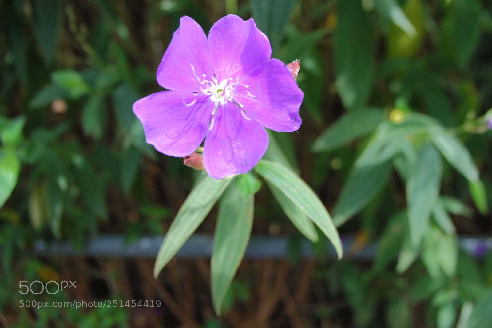 Samsung NX3000 sample photo. Untitled photography