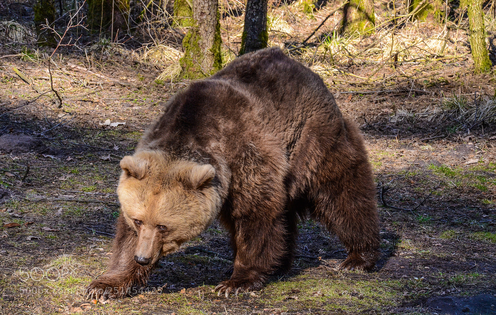 Nikon D7000 sample photo. Bear photography