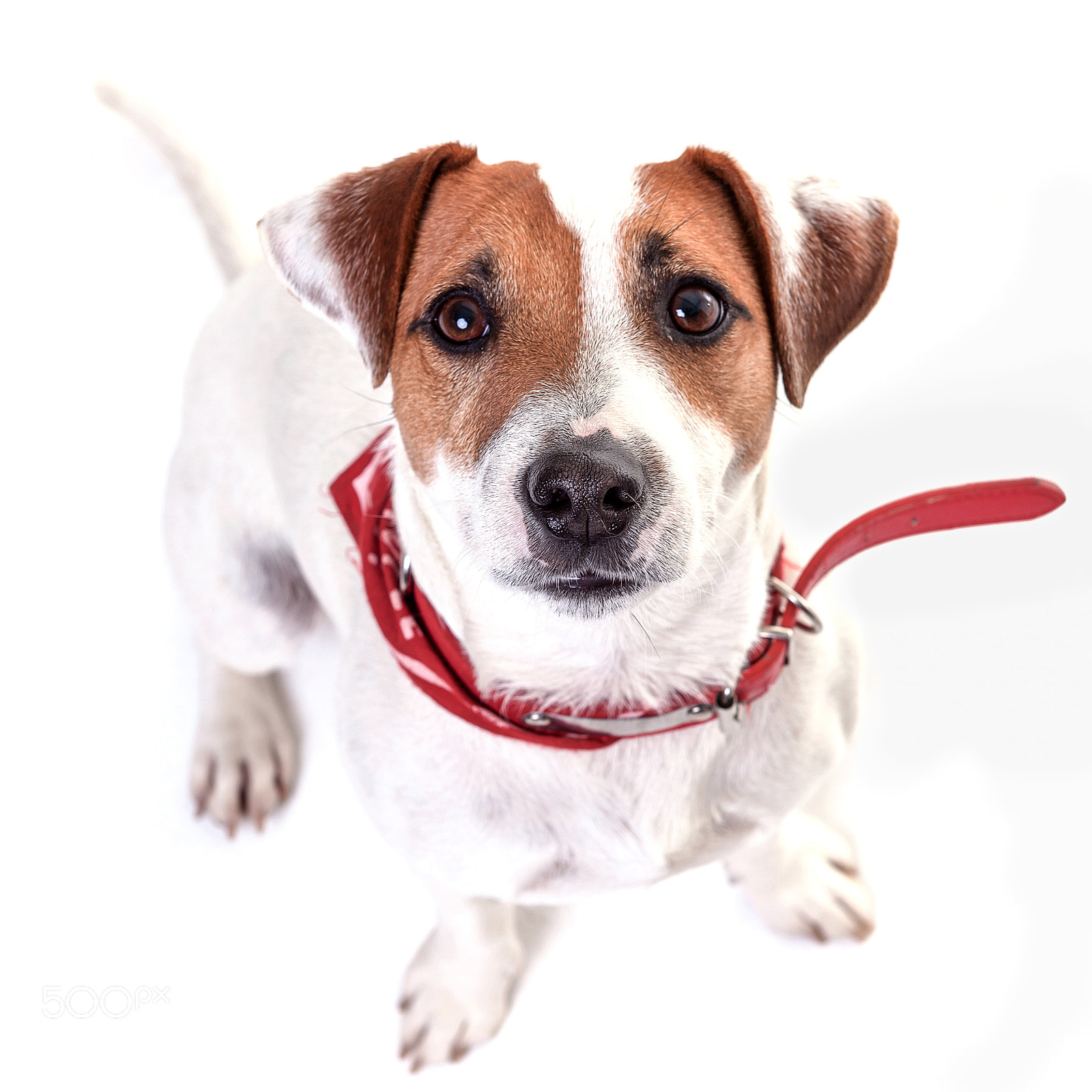 Canon EOS 5D Mark II sample photo. The dog jack russell photography