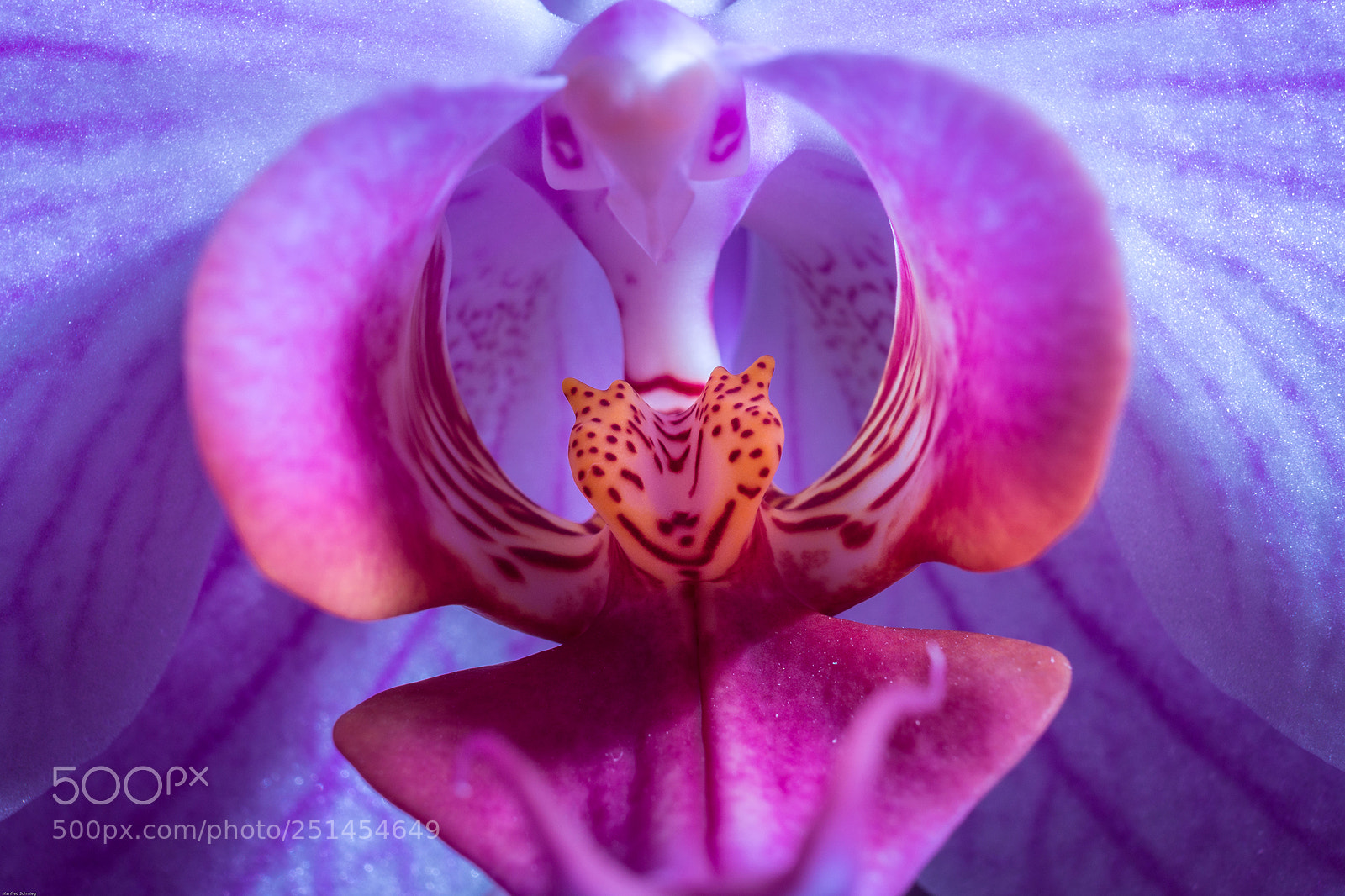 Sony a6000 sample photo. Orchidee photography