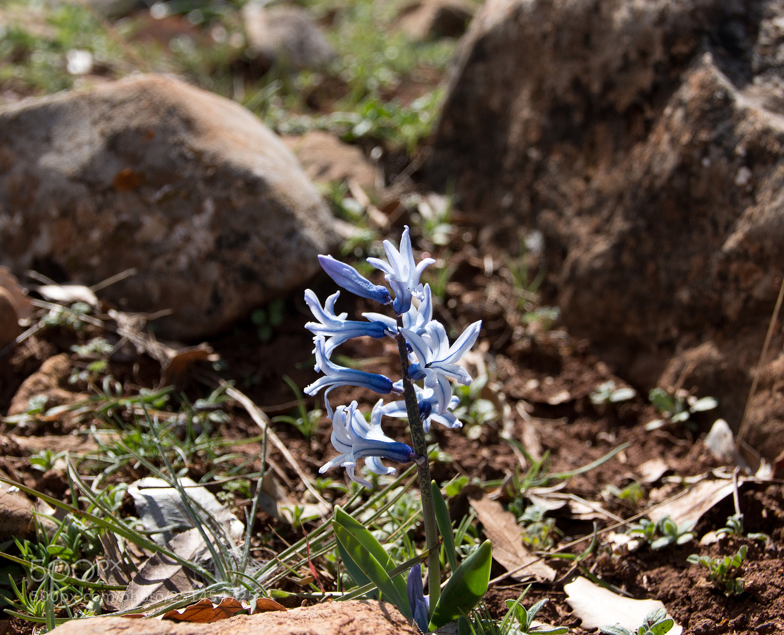 Canon EOS 70D sample photo. March_11 photography