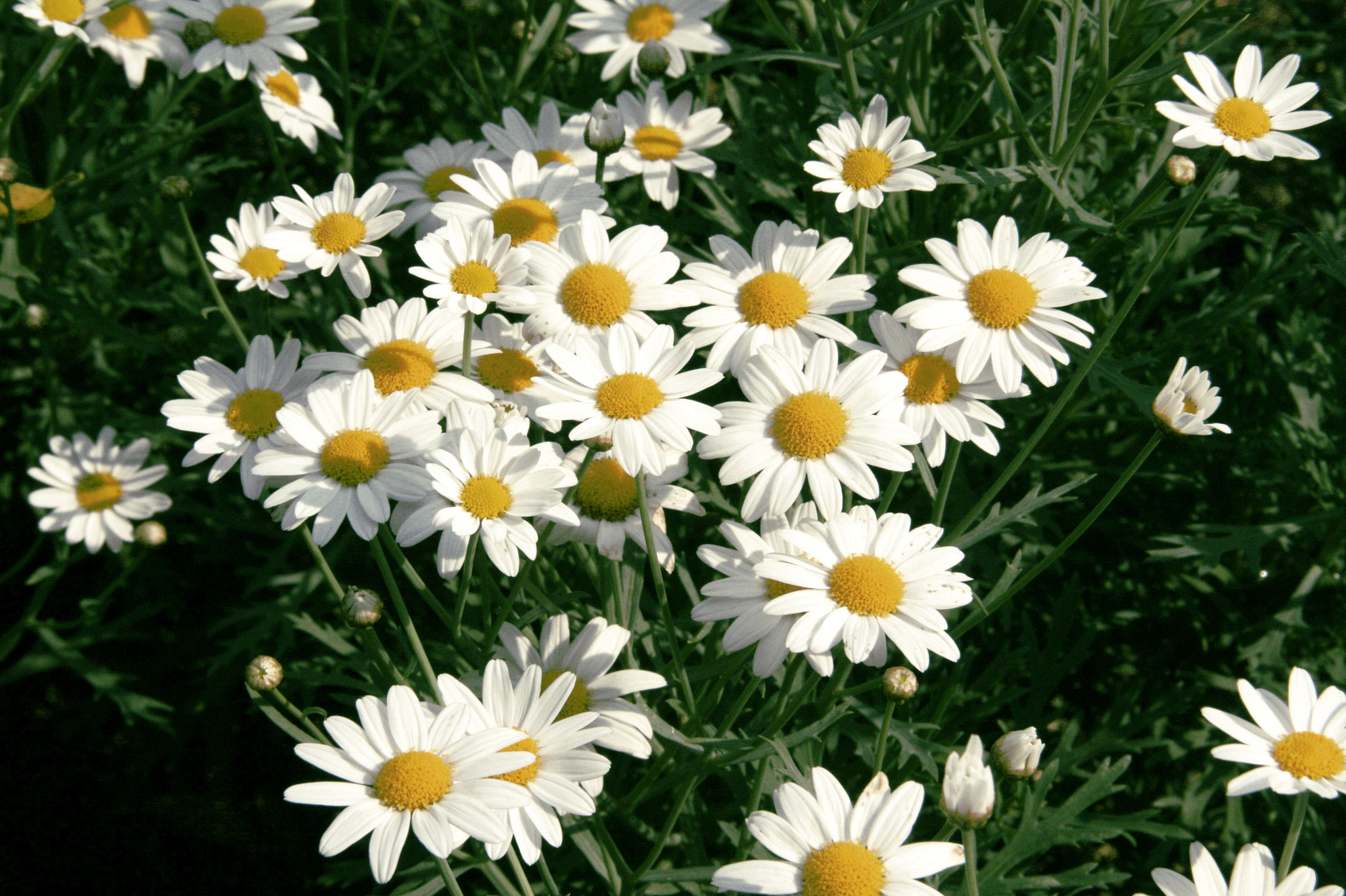 Sigma 18-200mm f/3.5-6.3 DC OS sample photo. Daisies photography