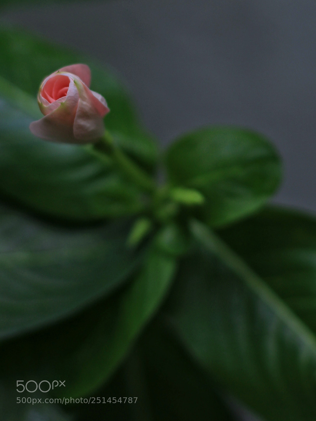 Canon EOS 1200D (EOS Rebel T5 / EOS Kiss X70 / EOS Hi) sample photo. Untitled photography