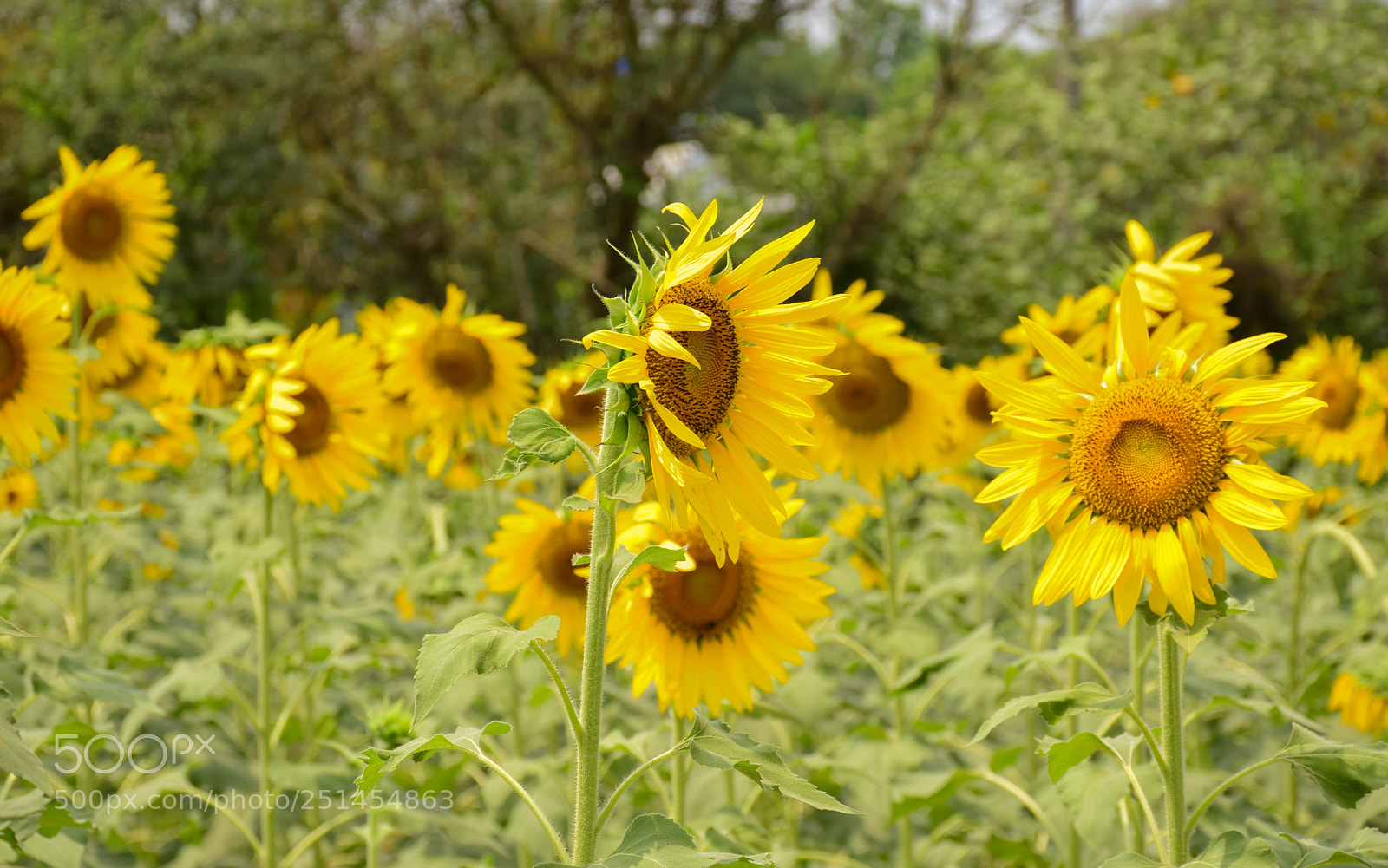Nikon D5300 sample photo. Sunflowers photography