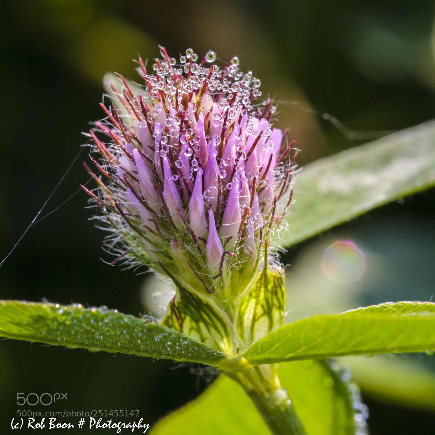 Canon EOS 5D Mark II sample photo. Clover photography