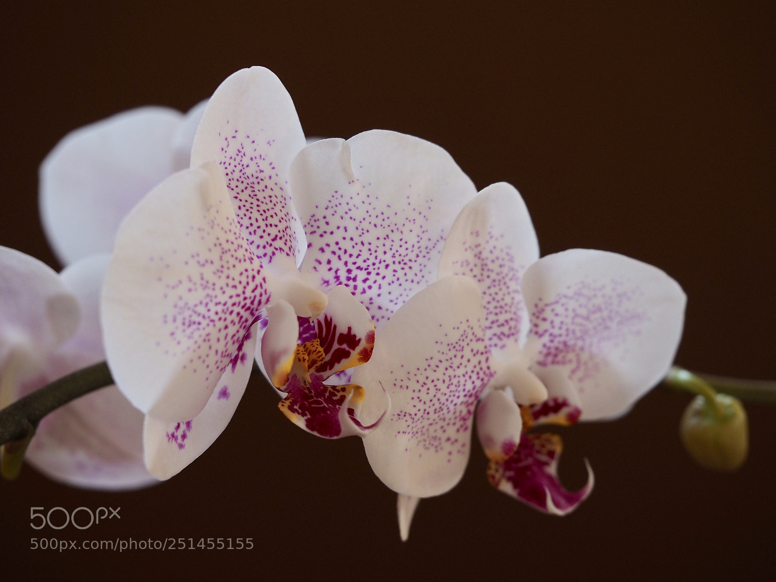 Olympus OM-D E-M10 II sample photo. Orchids flower  — beautifully patterned . photography