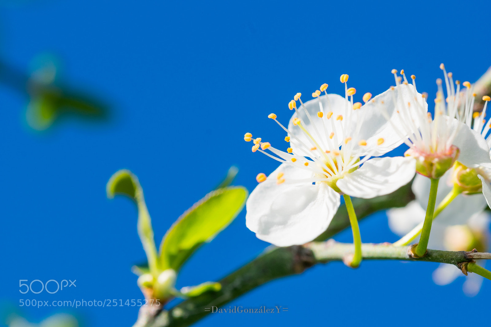 Nikon D5300 sample photo. Dsc photography
