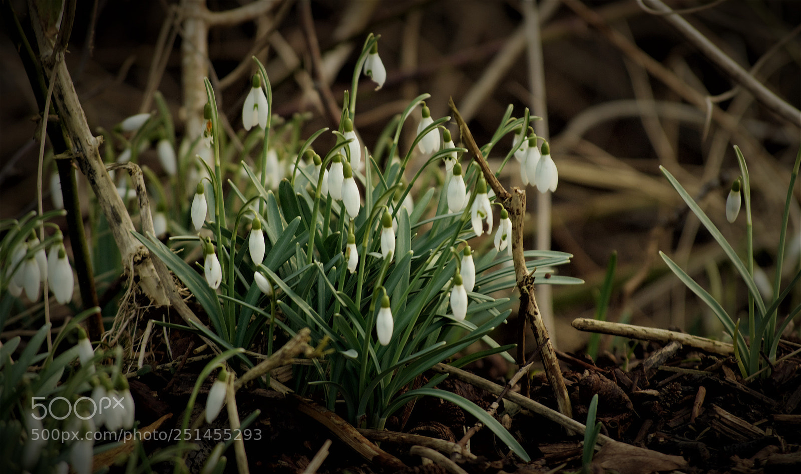 Nikon D5100 sample photo. Beginners photography