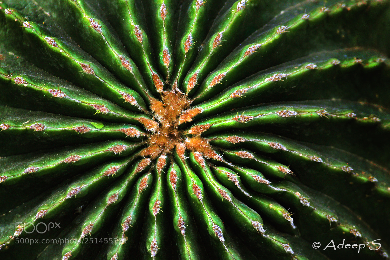 Canon EOS 700D (EOS Rebel T5i / EOS Kiss X7i) sample photo. Abstract..  cactus.. photography