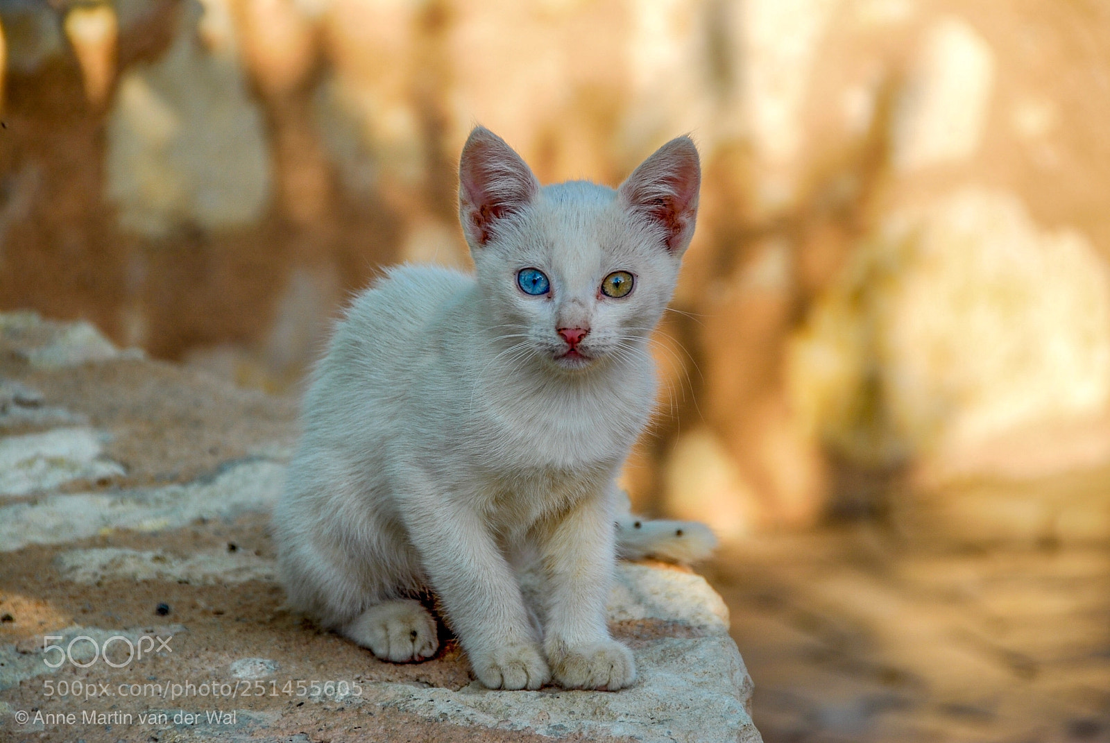Nikon D200 sample photo. Roaming cat - greece photography