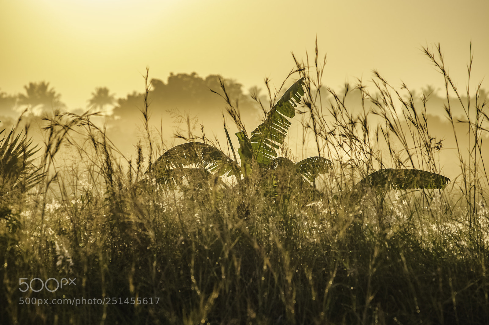 Canon EOS 6D Mark II sample photo. Misty sunrise photography