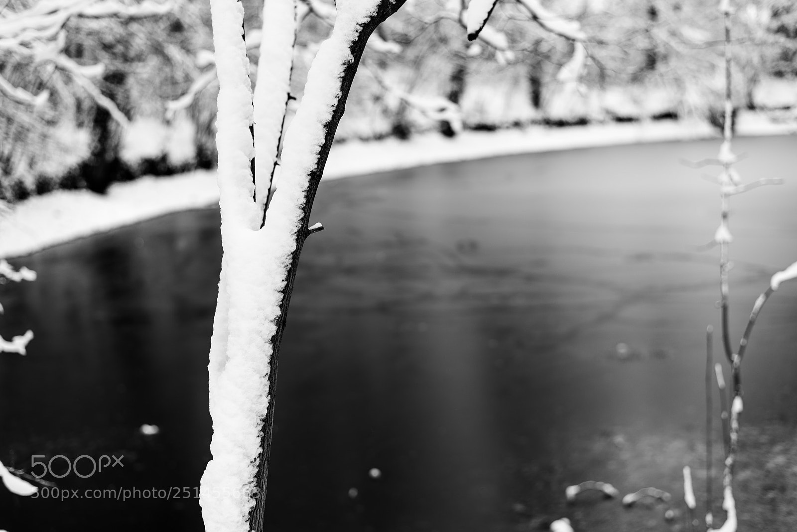 Nikon D610 sample photo. Pond photography