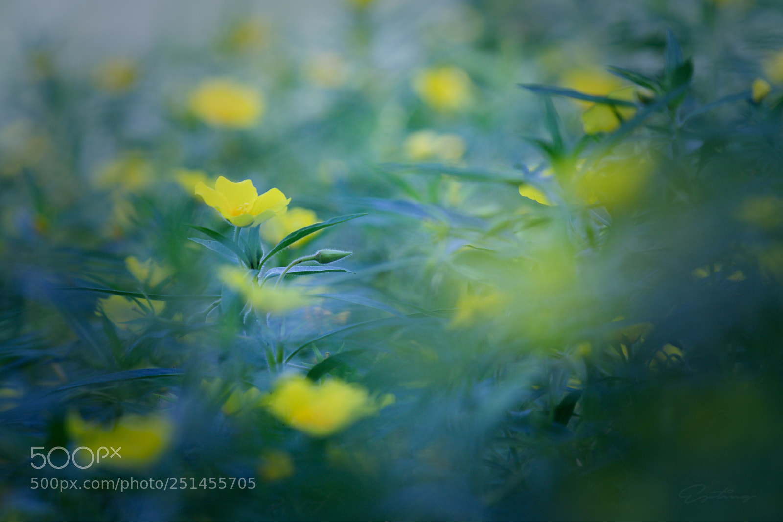 Canon EOS 70D sample photo. Yellow flower ... photography