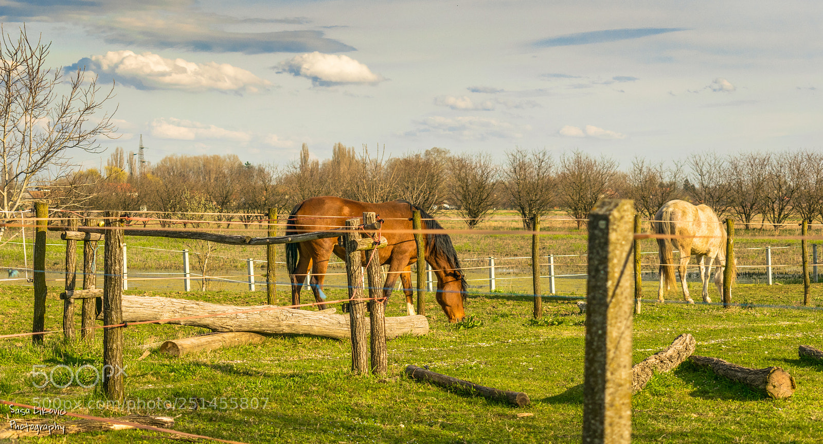 Nikon D3300 sample photo. Horse photography