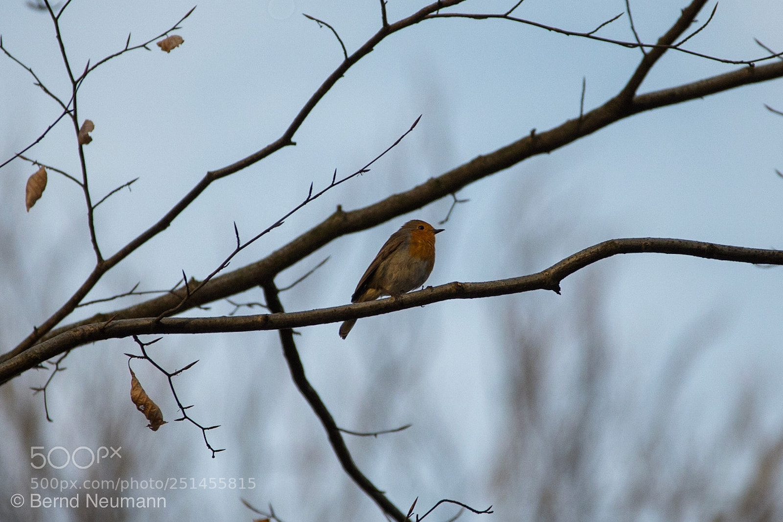 Nikon D7500 sample photo. Rotkehlchen photography
