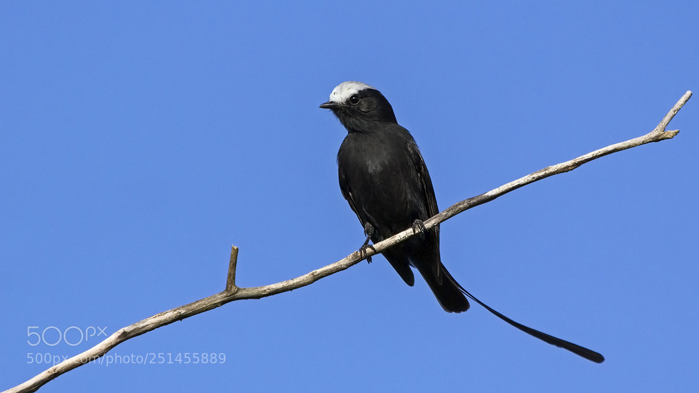 Canon EOS 60D sample photo. Long-tailed tyrant photography