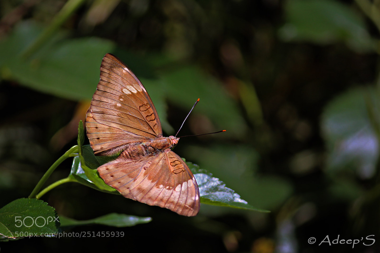 Canon EOS 700D (EOS Rebel T5i / EOS Kiss X7i) sample photo. Baron (euthalia aconthea gurda) photography