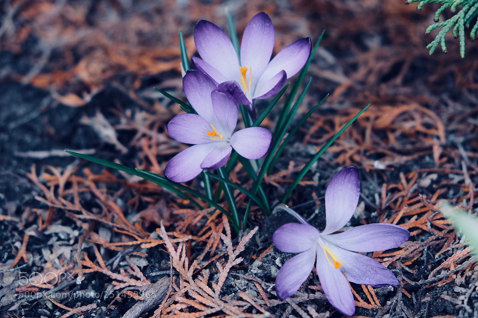 Fujifilm X-E1 sample photo. Flowers photography