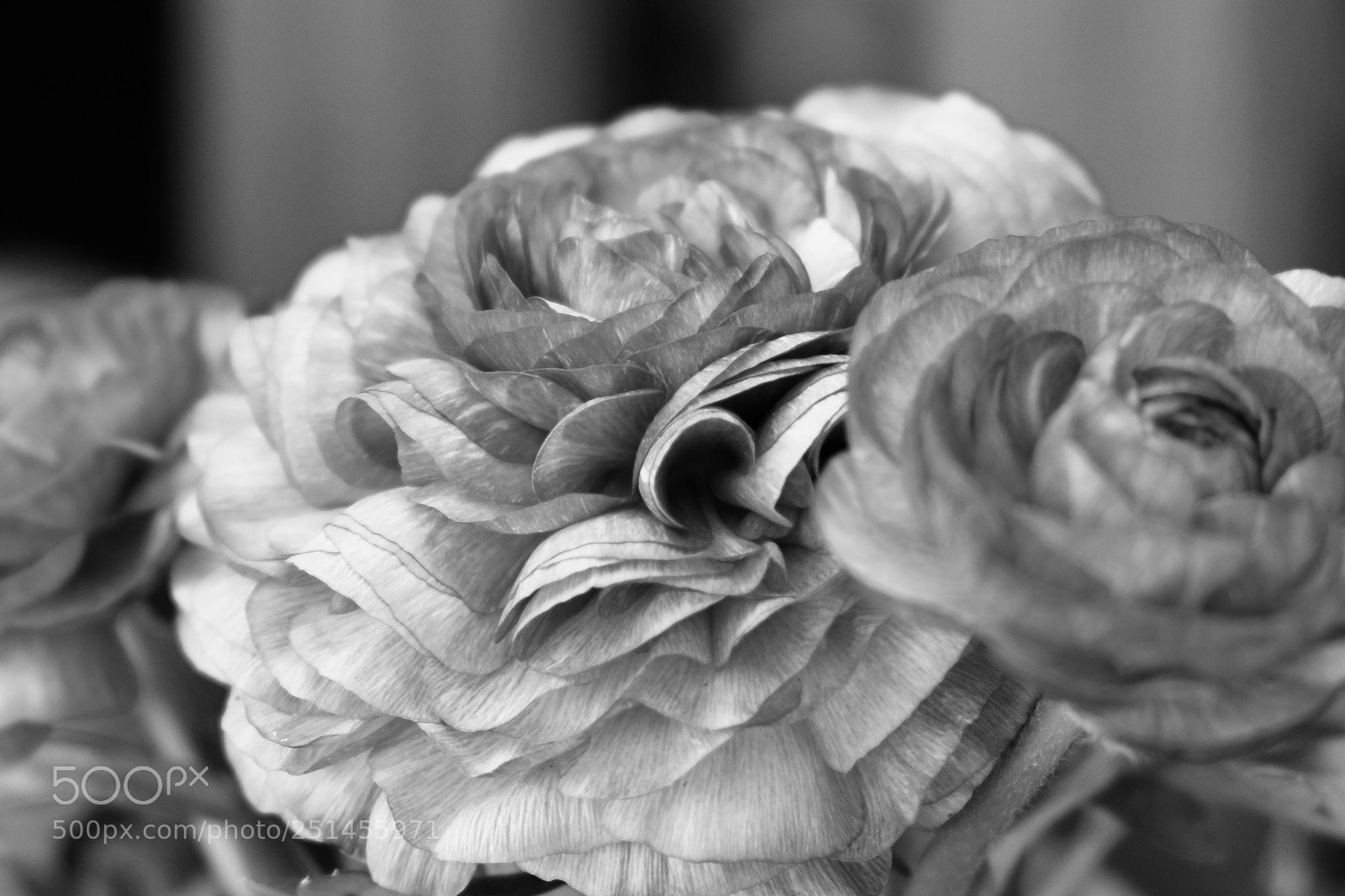 Fujifilm X-E1 sample photo. Flower photography