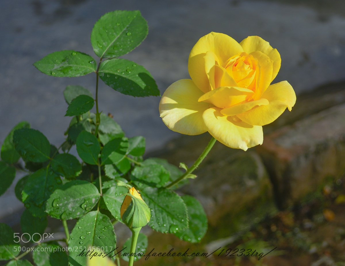 Nikon D7100 sample photo. A photography