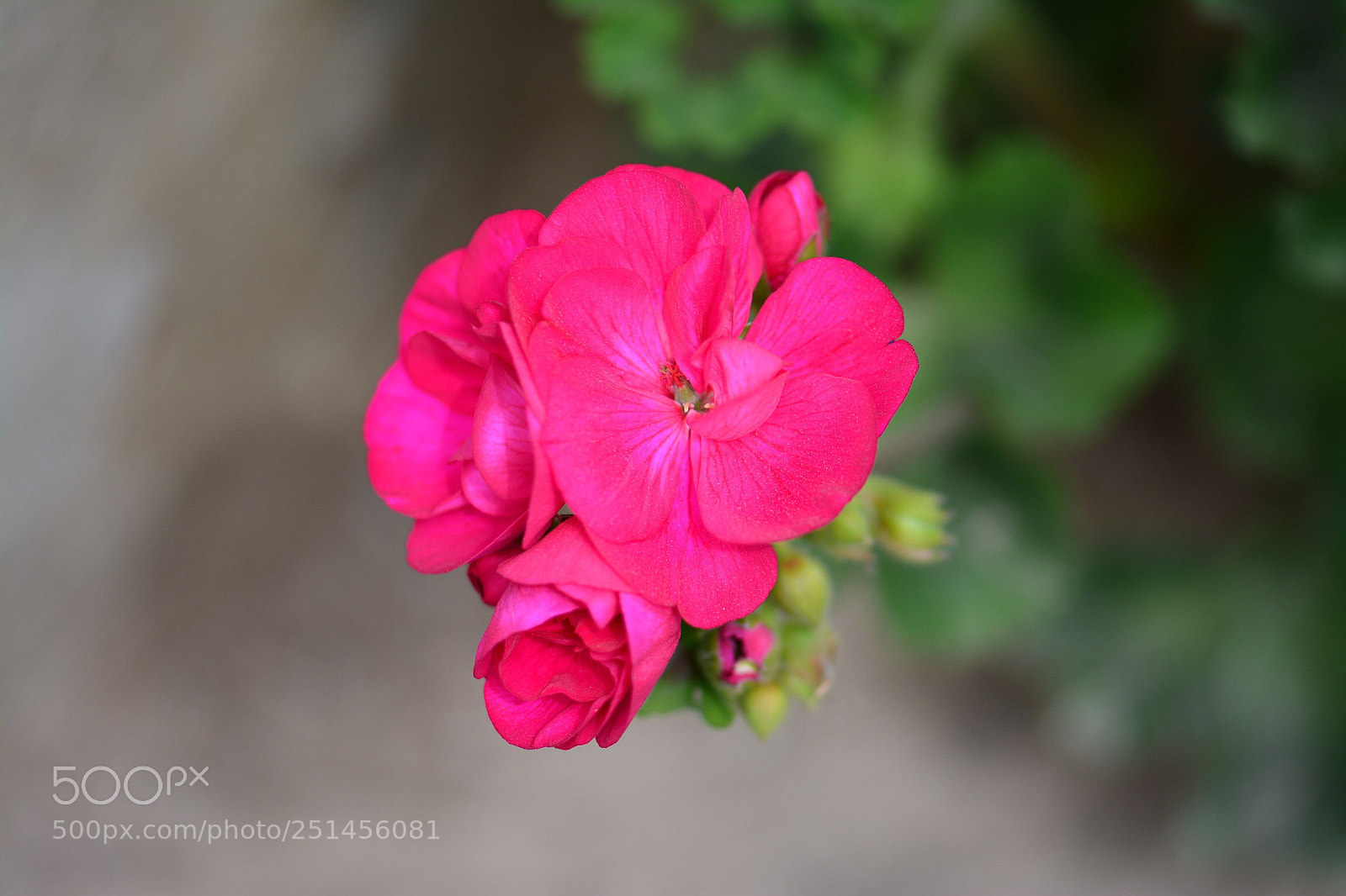 Nikon D7100 sample photo. Untitled photography