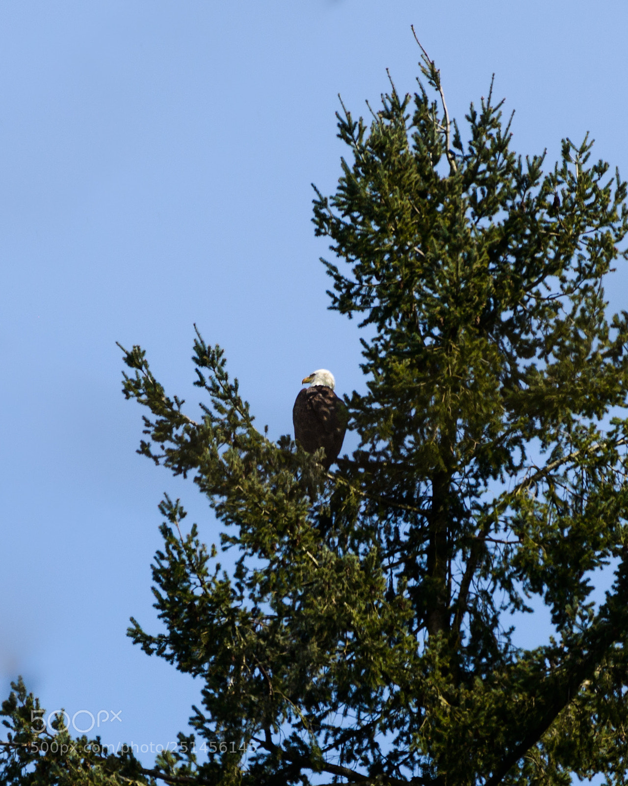 Nikon D800 sample photo. Eagle's roost photography