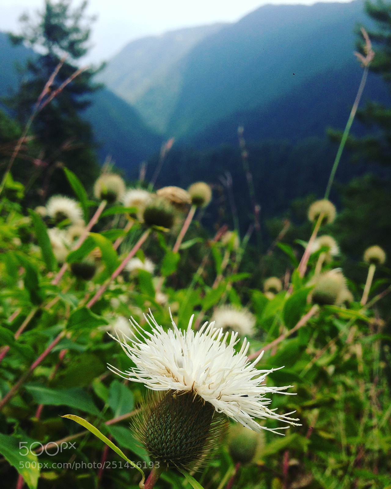 Apple iPhone 5 sample photo. Ayubia national park, pakistan photography