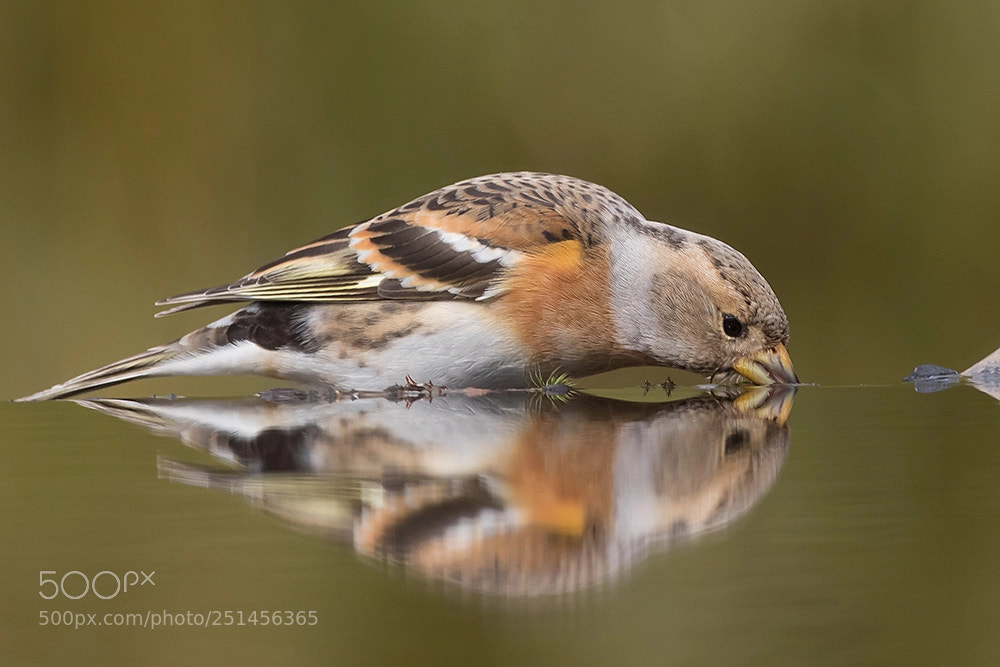 Canon EOS 7D Mark II sample photo. Reflection of a brambling photography