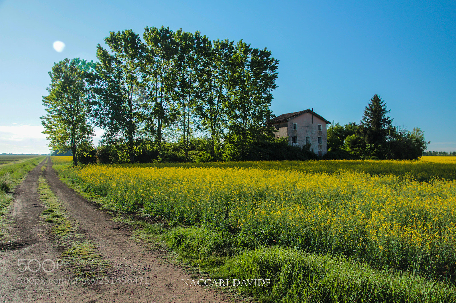 Canon EOS 600D (Rebel EOS T3i / EOS Kiss X5) sample photo. Giallo primavera photography