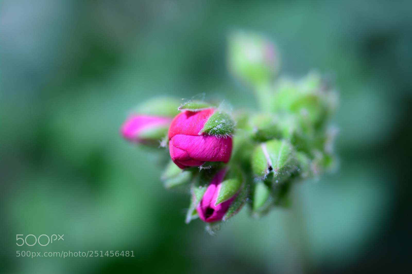 Nikon D7100 sample photo. Untitled photography