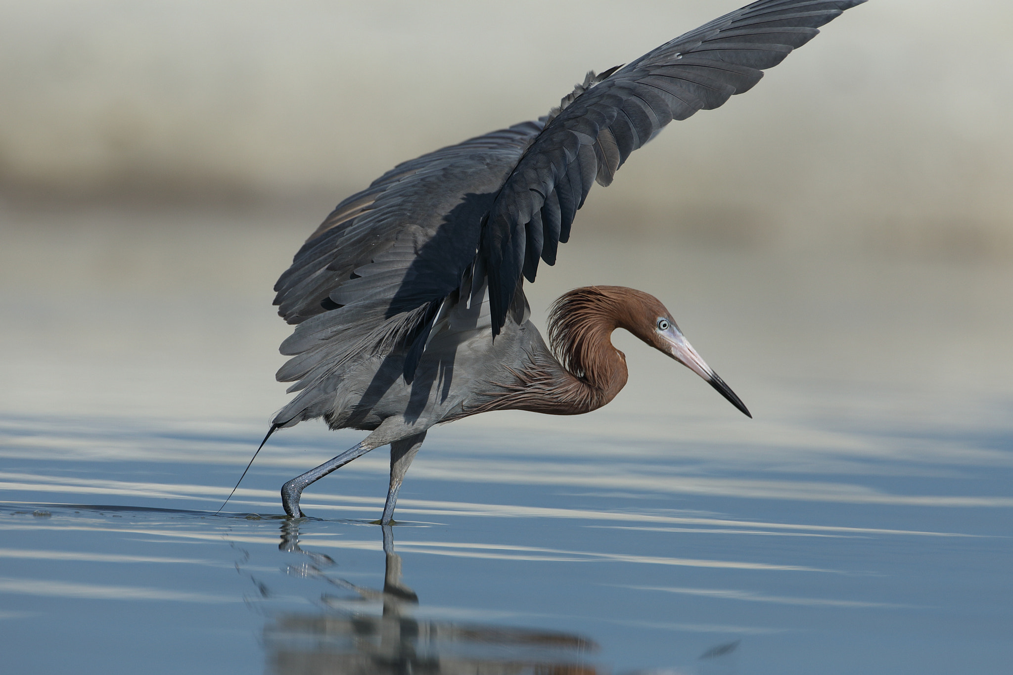 Canon EF 500mm F4L IS USM sample photo. Reddish egret (egretta rufescens) photography