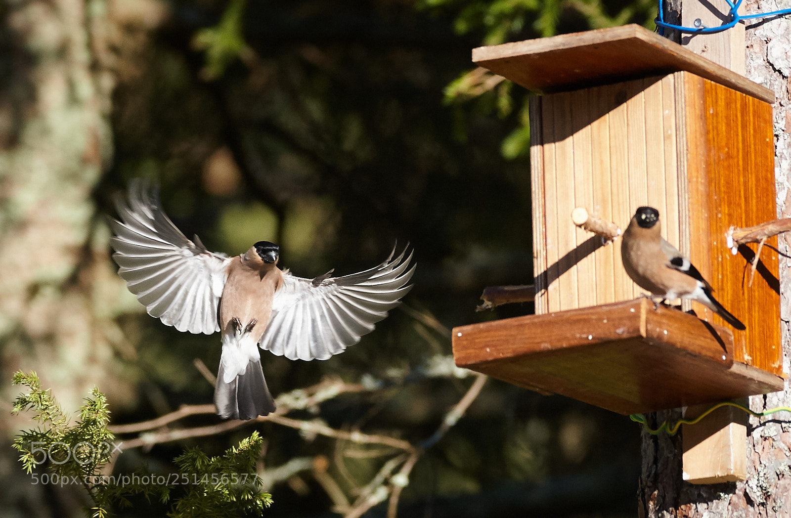 Canon EOS-1D Mark III sample photo. Final approach to feeding photography