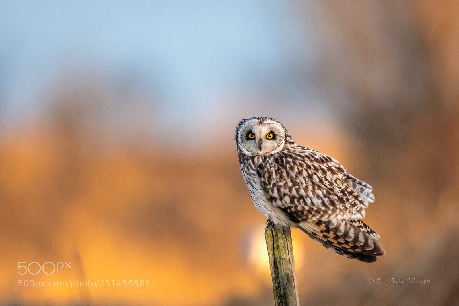 Canon EOS 5D Mark IV sample photo. Owl photography