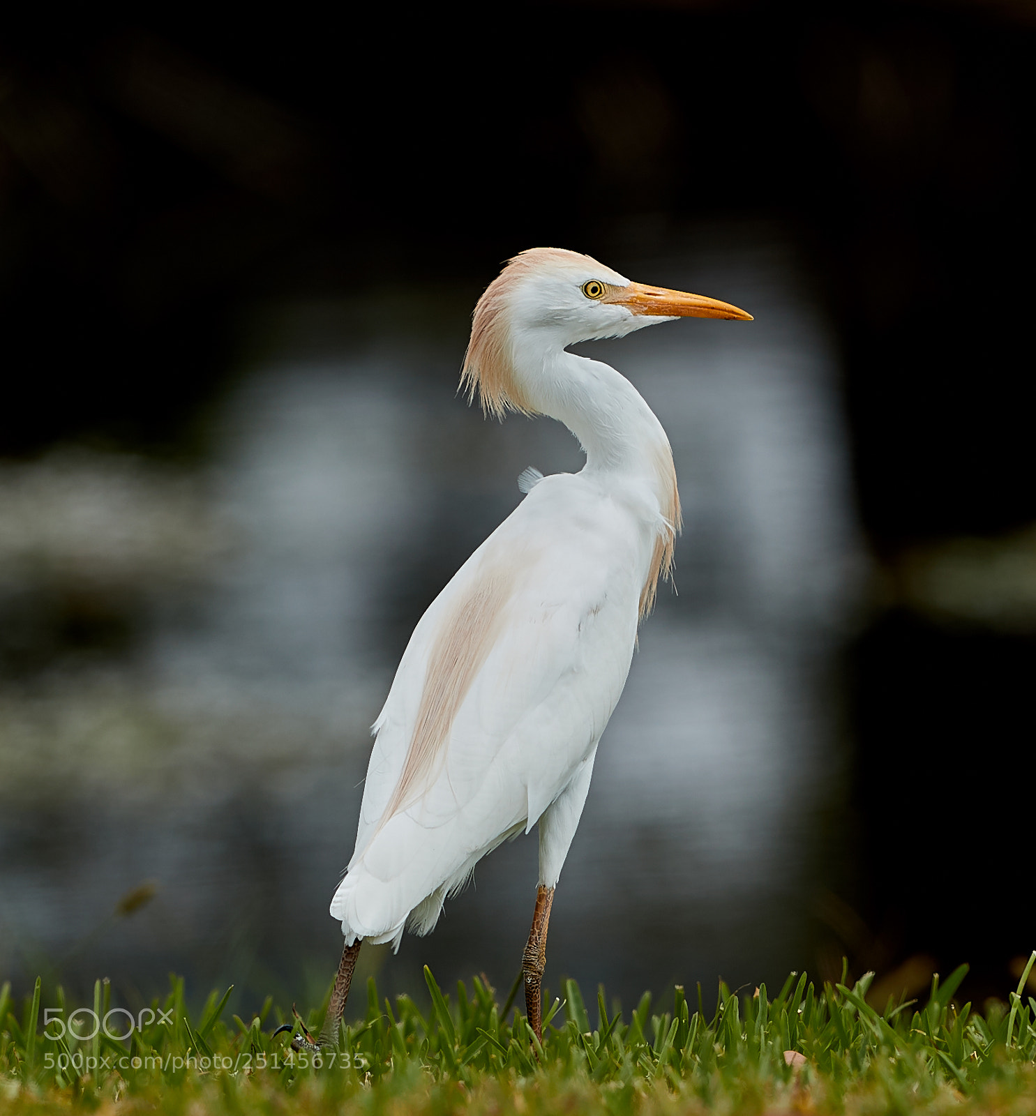 Canon EOS-1D X Mark II sample photo. 03-30-18-0010028.jpg photography