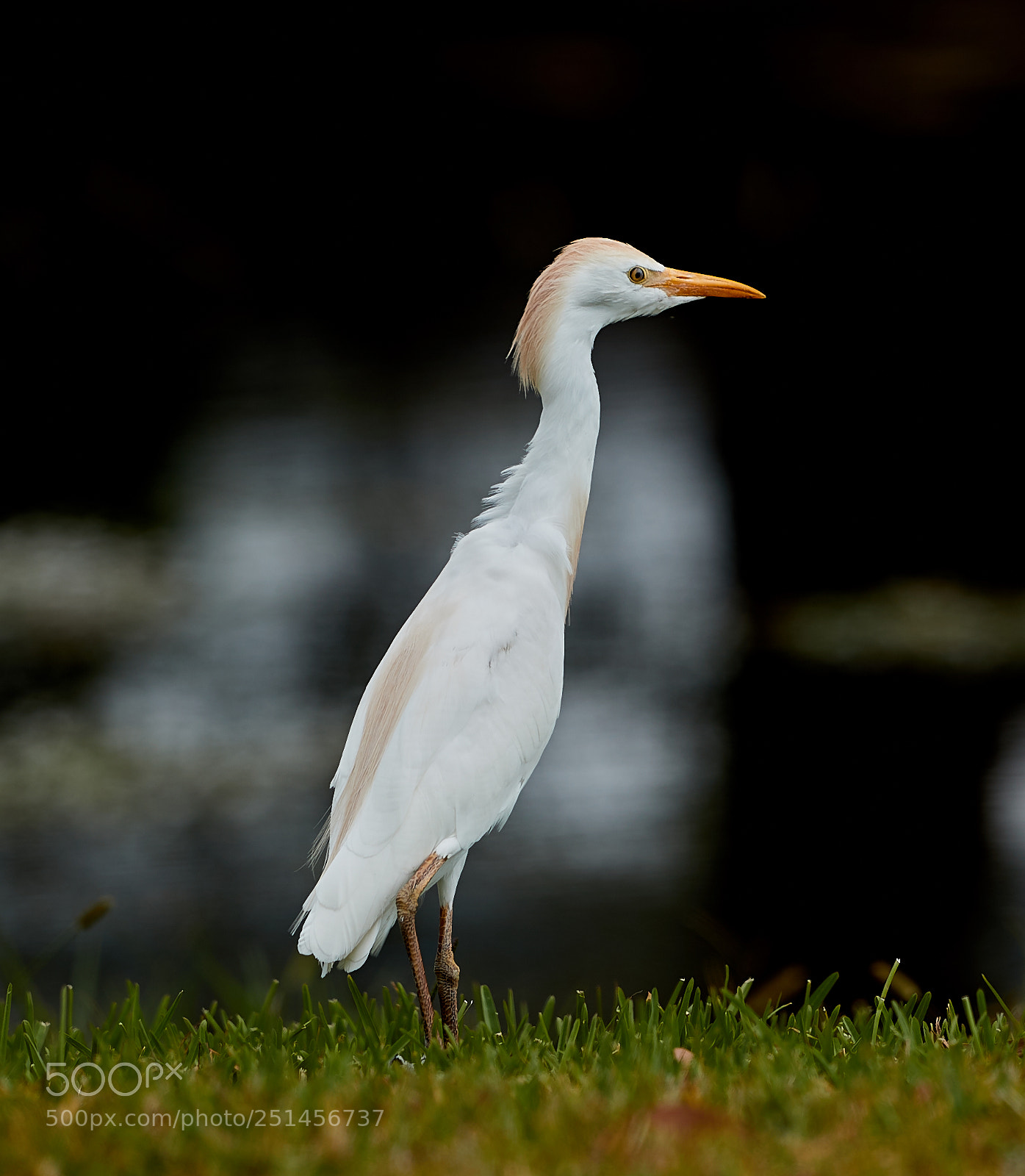 Canon EOS-1D X Mark II sample photo. 03-30-18-0010027.jpg photography