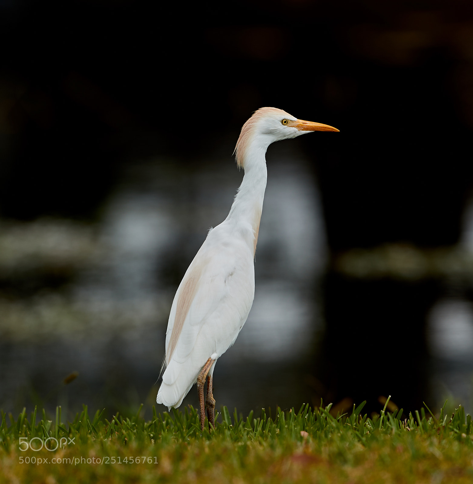 Canon EOS-1D X Mark II sample photo. 03-30-18-0010026.jpg photography