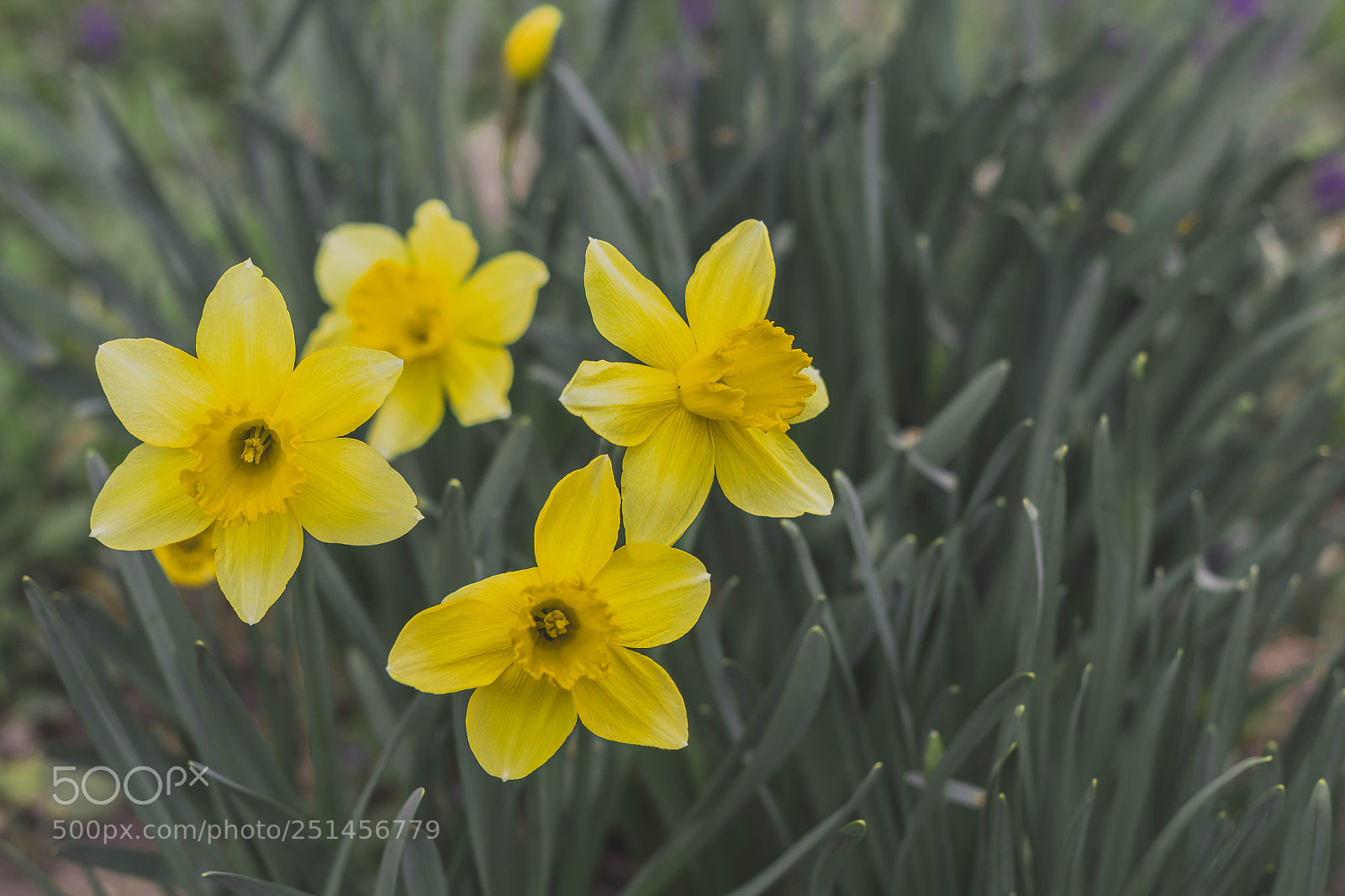 Canon EOS 1300D (EOS Rebel T6 / EOS Kiss X80) sample photo. Narcissus photography