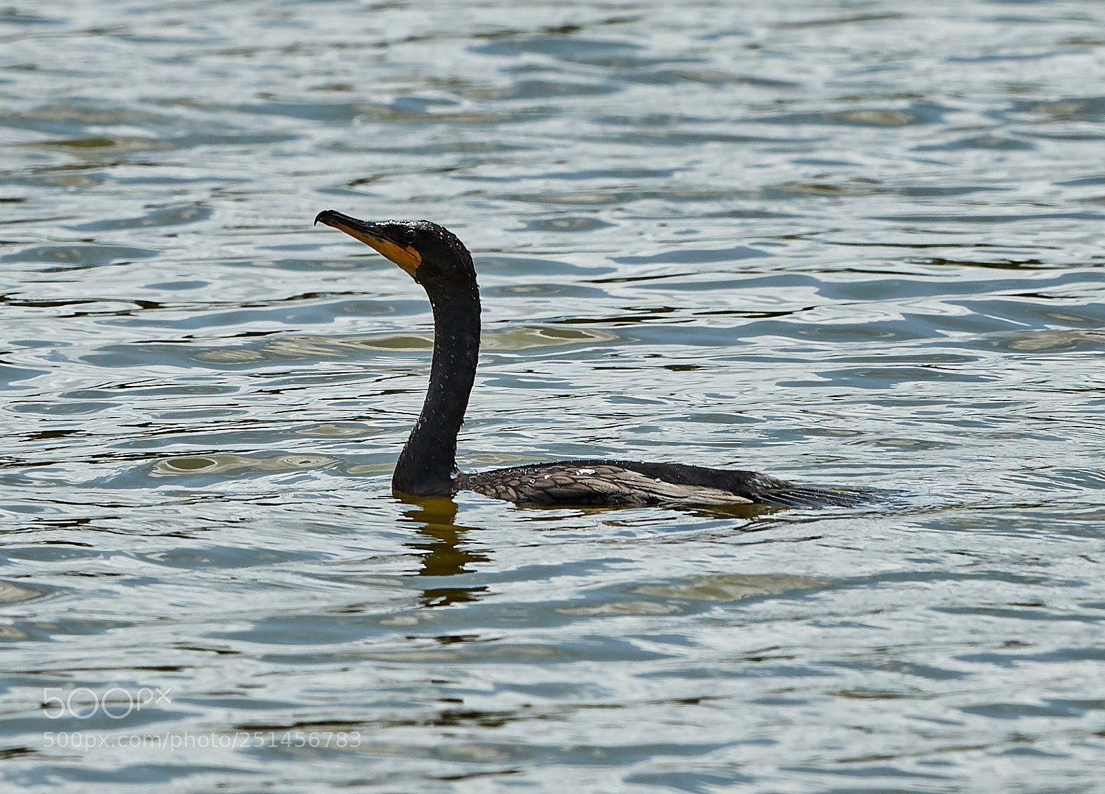 Canon EOS-1D X Mark II sample photo. 03-30-18-0010016.jpg photography