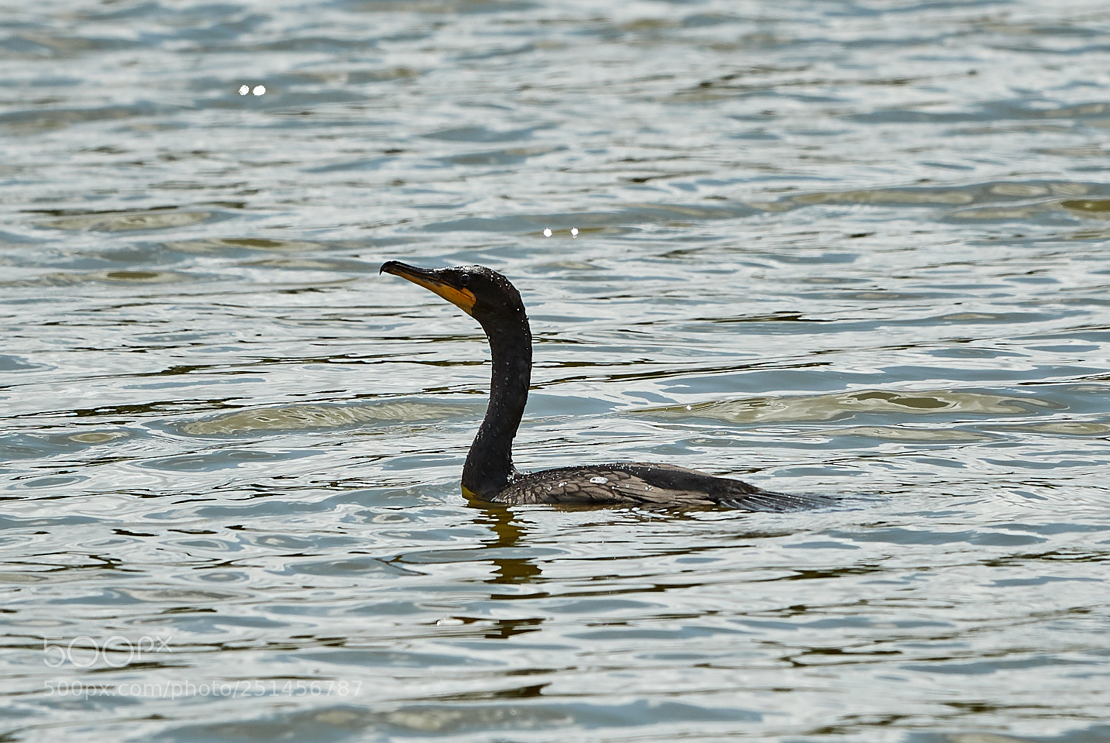 Canon EOS-1D X Mark II sample photo. 03-30-18-0010012.jpg photography