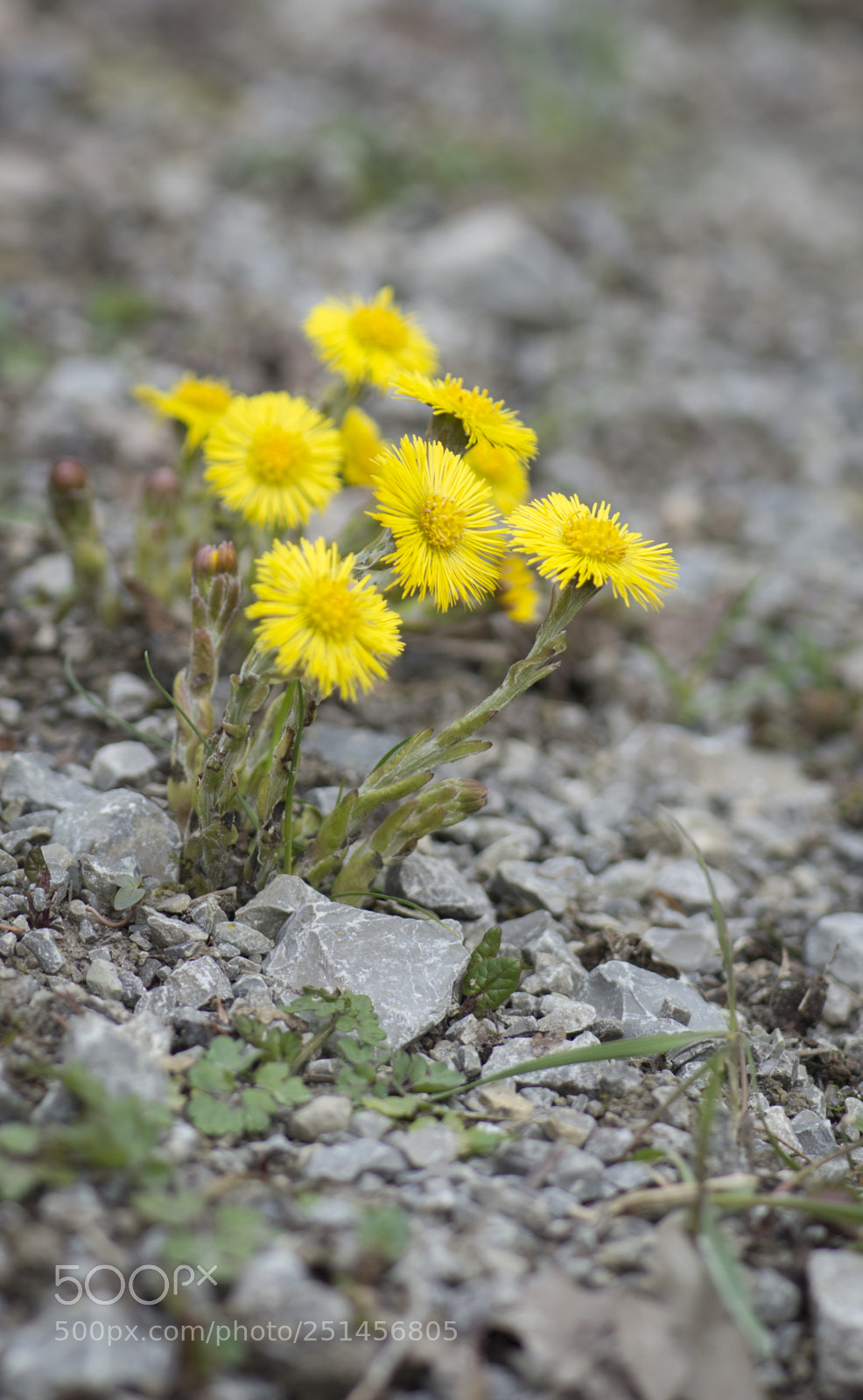 Nikon D7100 sample photo. Coltsfoots photography