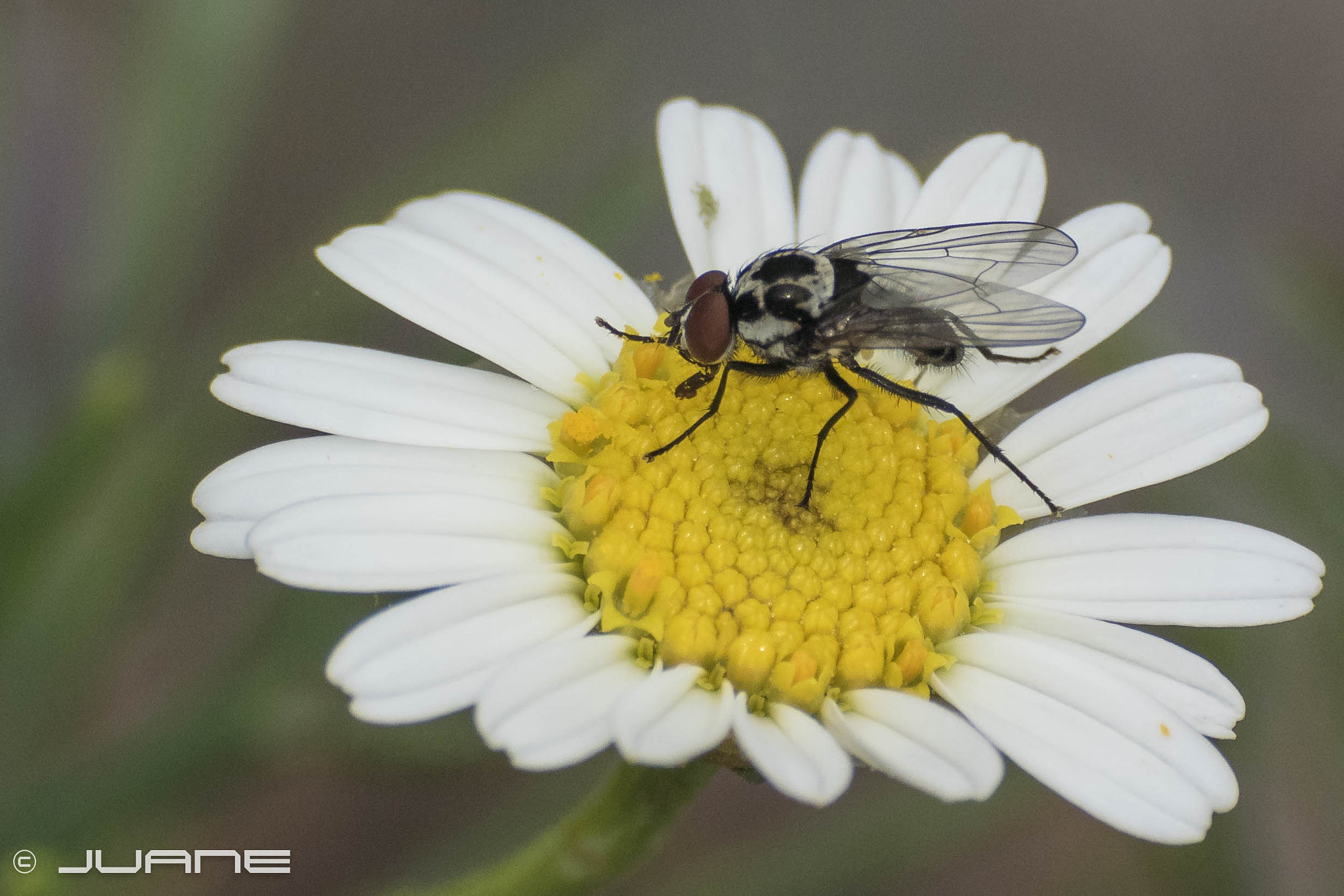 Nikon 1 V3 sample photo. Anthomyia sp. anthomyidae photography