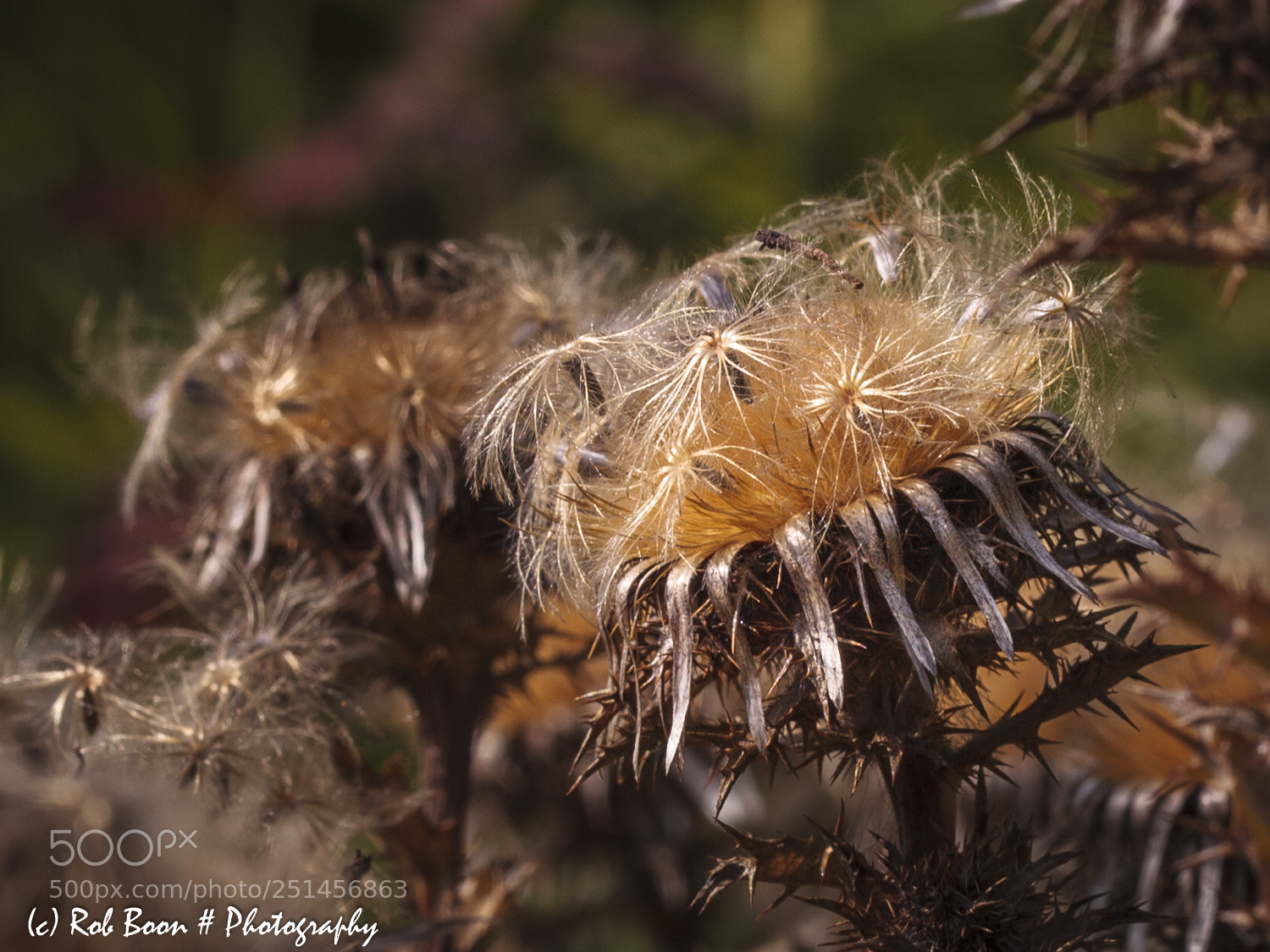 Canon EOS 5D Mark II sample photo. Faded plant photography